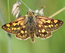Chequered-Skipper-B.jpg