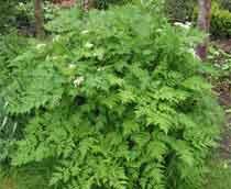Chervil-B.jpg