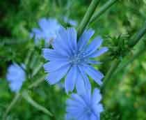 Chicory-B.jpg