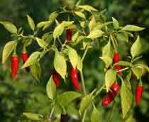 Chili-pepper-B.jpg