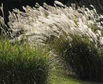 Chinese-Silver-Grass-B.jpg