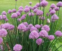 Chives-B.jpg