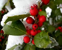 Christmas-Holly-B.jpg