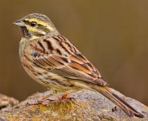 Cirl-Bunting-B.jpg