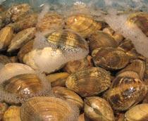 Clam-B.jpg