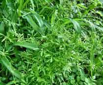 Cleavers-B.jpg