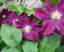Clematis-B.jpg