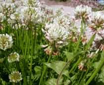 Clover-B.jpg