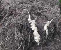 Clubroot-B.jpg