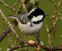 Coal-Tit-B.jpg