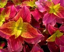 Coleus-B.jpg