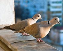 Collared-Dove-B.jpg