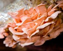 Color-Peach-B.jpg