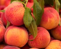 Colours-Peach-B.jpg