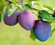 Colours-Plum-B.jpg
