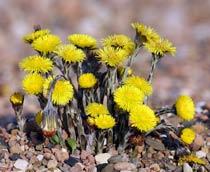 Coltsfoot-B.jpg