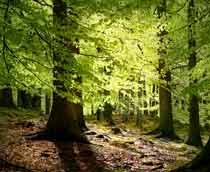 Common-Beech-B.jpg