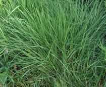Common-Bent-B.jpg