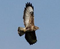 Common-Buzzard-B.jpg