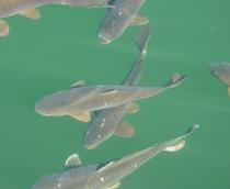 Common-Carp-B.jpg