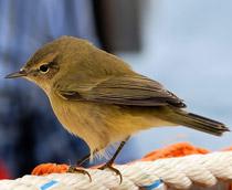 Common-Chiffchaff-B.jpg