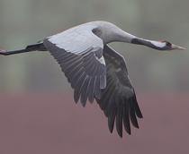 Common-Crane-B.jpg