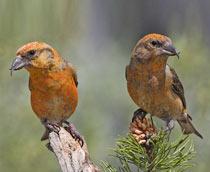 Common-Crossbill-B.jpg