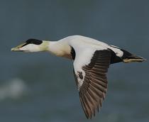 Common-Eider-B.jpg