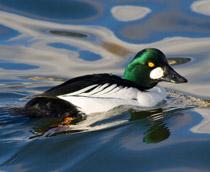 Common-Goldeneye-B.jpg