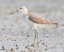 Common-Greenshank-B.jpg