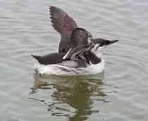 Common-Guillemot-B.jpg