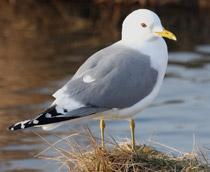 Common-Gull-B.jpg