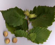 Common-Hazel-B.jpg