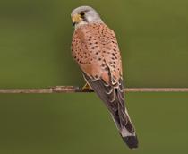 Common-Kestrel-B.jpg