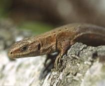 Common-Lizard-B.jpg