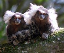 Common-Marmoset-B.jpg