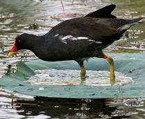 Common-Moorhen-B.jpg