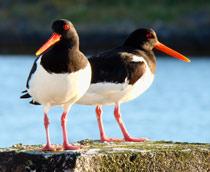 Common-Pied-Oystercatcher-B.jpg