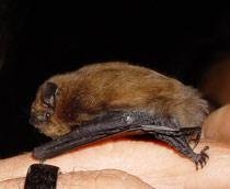Common-Pipistrelle-B.jpg