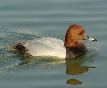 Common-Pochard-B.jpg