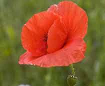 Common-Poppy-B.jpg