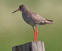 Common-Redshank-B.jpg