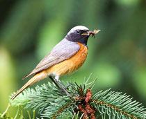 Common-Redstart-B.jpg