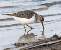 Common-Sandpiper-B.jpg