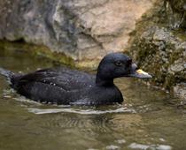 Common-Scoter1-B.jpg