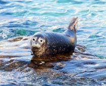 Common-Seal-B.jpg