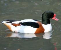 Common-Shelduck-B.jpg