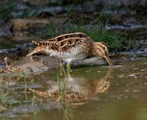 Common-Snipe-B.jpg