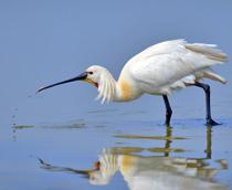 Common-Spoonbill-B.jpg
