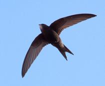 Common-Swift-B.jpg